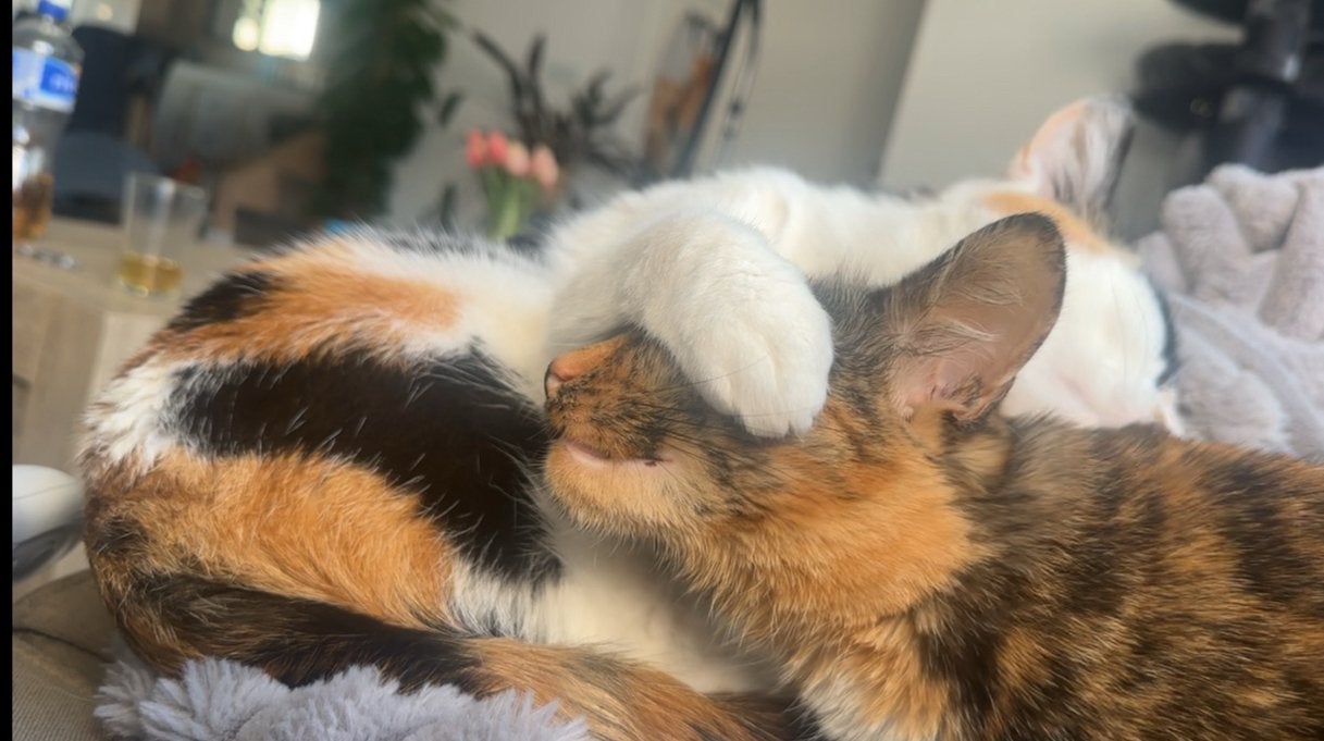 2 poezen zusjes 3 jaar oud., Poes, Kortharig, 3 tot 5 jaar
