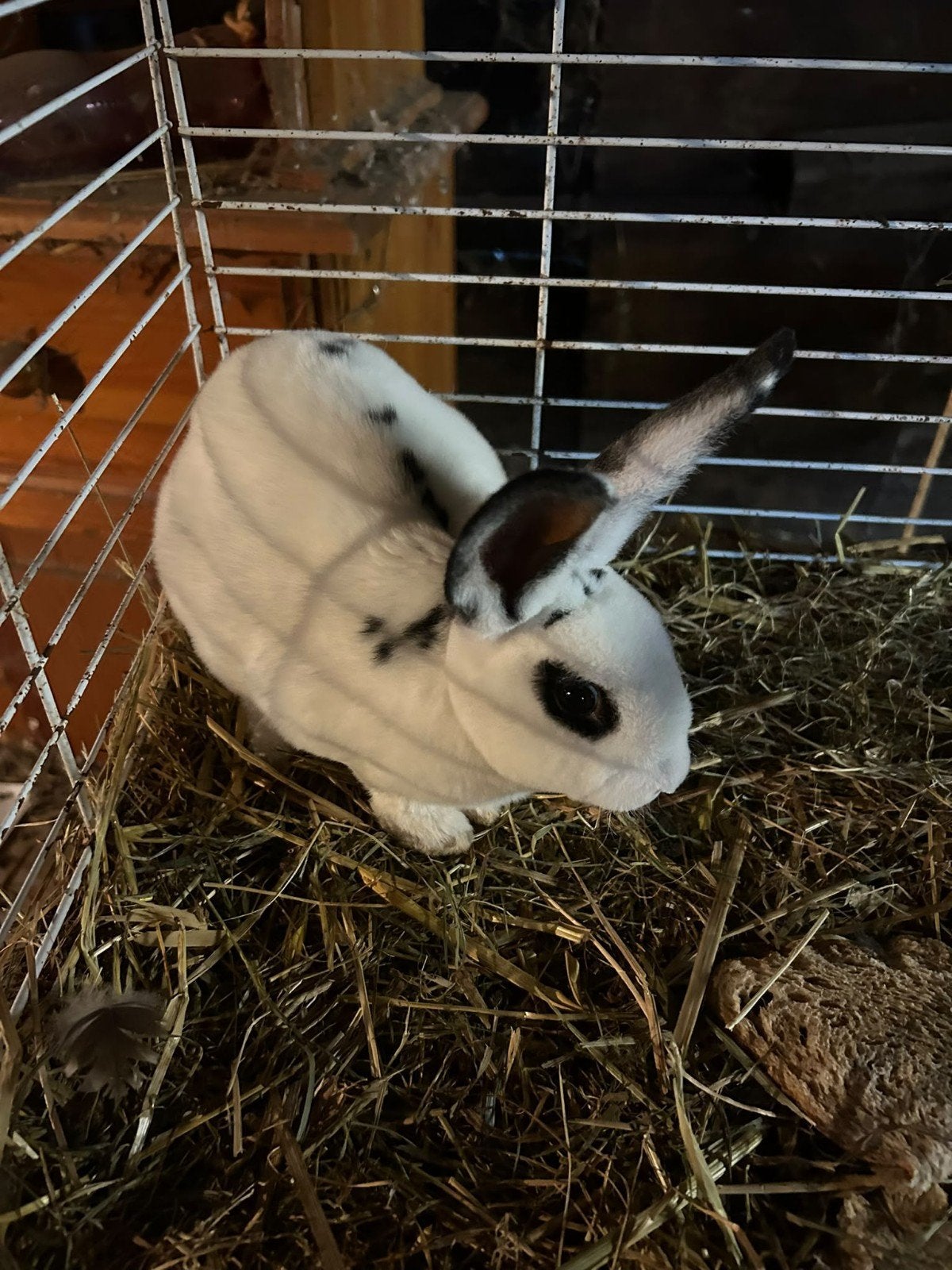 2 Jonge bonte konijntjes