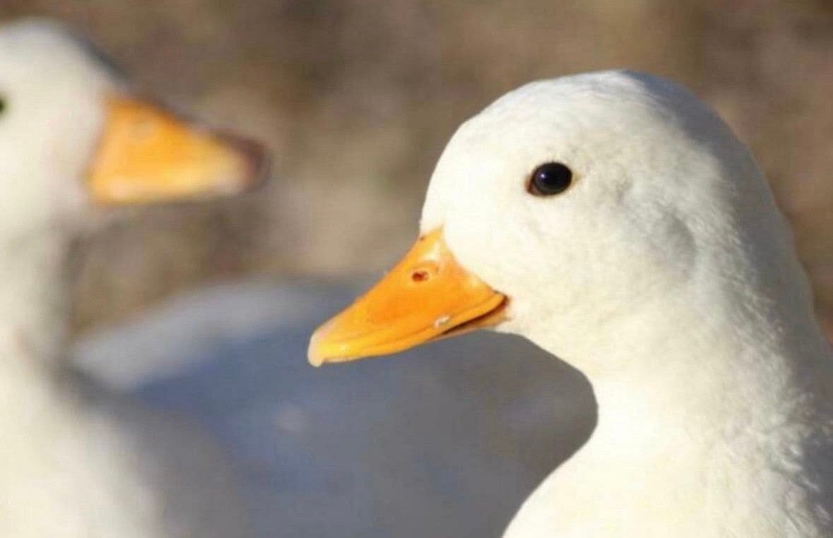 Prachtige witte kwakers met korte snavels!, Dieren en Toebehoren, Meerdere dieren, Eend