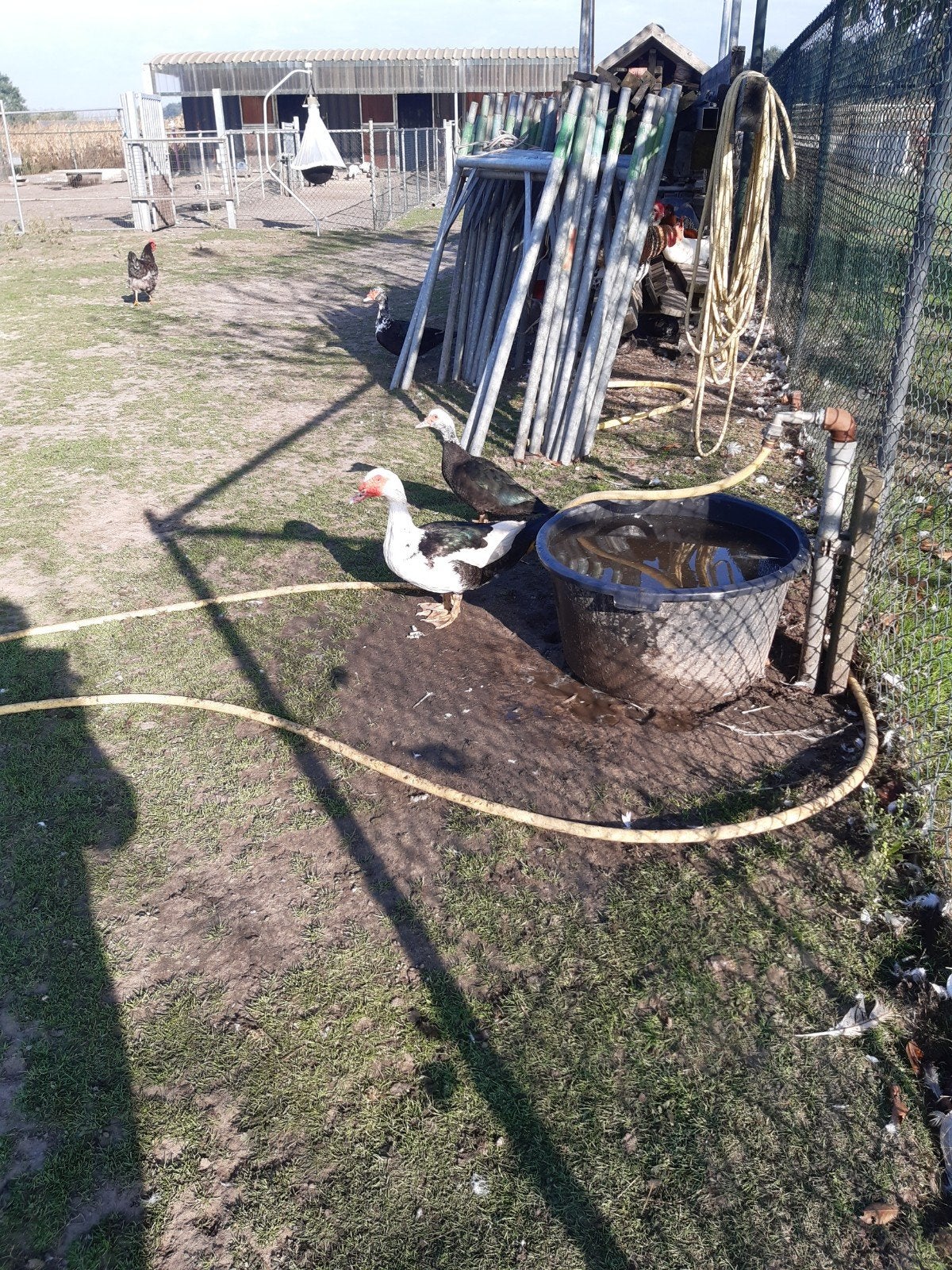muskus eenden, Meerdere dieren, Schaap, 0 tot 2 jaar