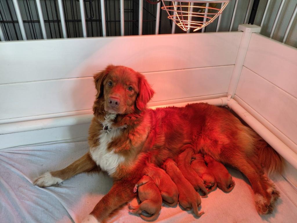 Super gesocialiseerde Nova Scotia Tolling ( Toller ) pups!, Overige rassen, 8 tot 15 weken, Parvo, Meerdere
