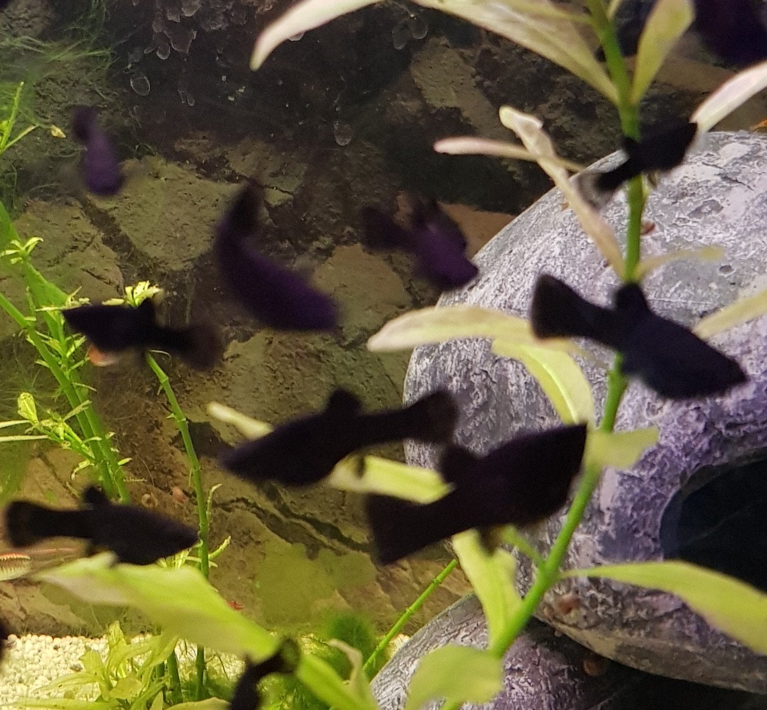 mooie volwassen black mollys., Dieren en Toebehoren, Vissen | Aquariumvissen, Vis, Zoetwatervis