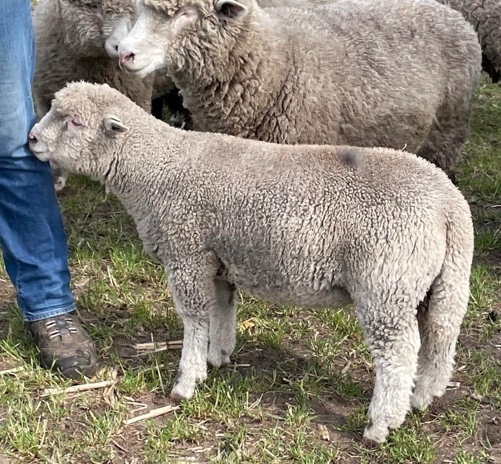 Poll dorset ram zwoegervrij, Mannelijk, Schaap