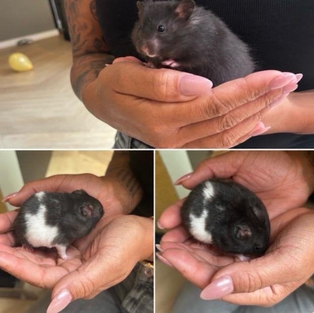 Jonge hamsters te koop, Dieren en Toebehoren, Knaagdieren, Hamster, Juni, Meerdere dieren, Tam