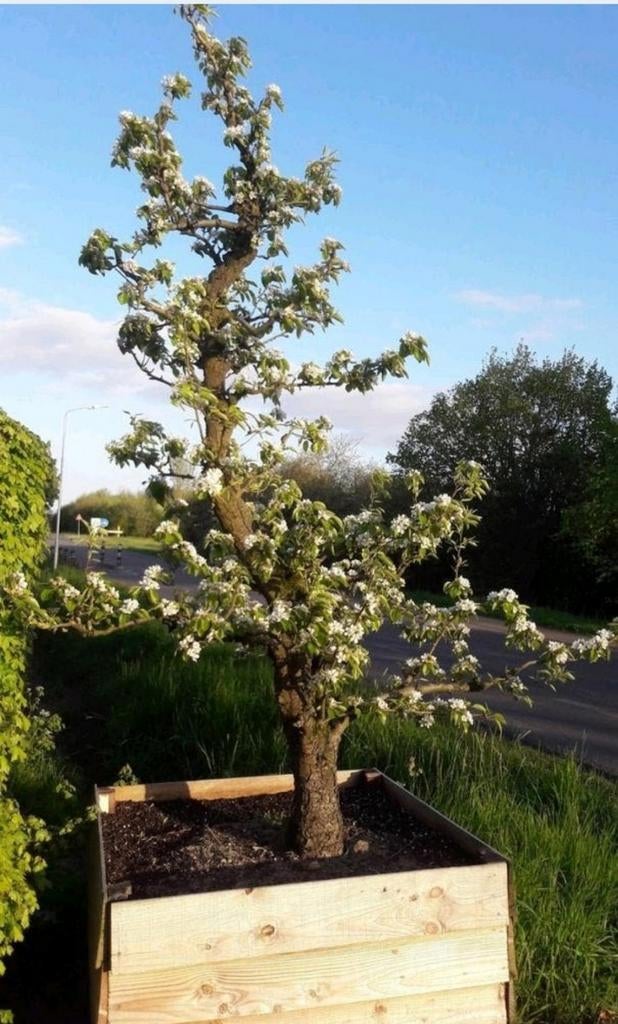 De laatste uit boomgaard  Perenbomen  25-30 jaar oud nu 75,-, Ophalen, 250 tot 400 cm, Perenboom, Lente