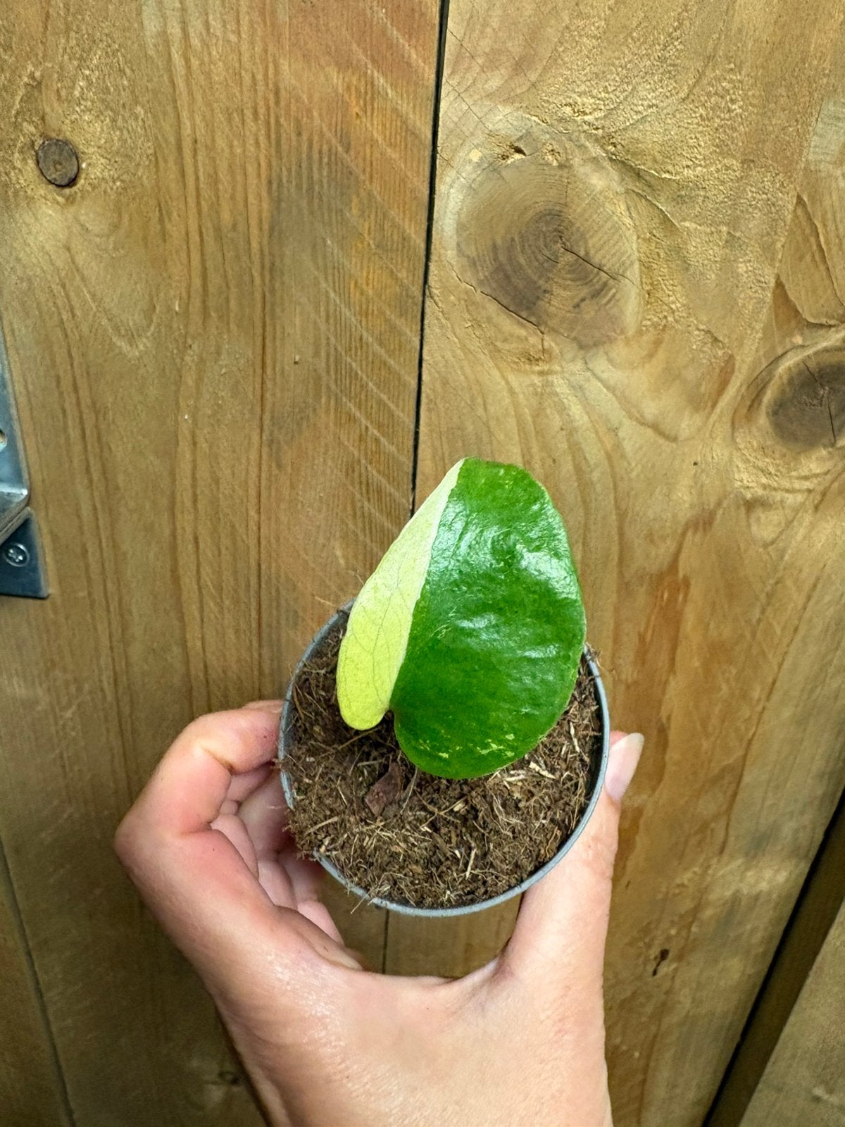 Monstera deliciosa variegata plant halfmoon albo cream, Ophalen of Verzenden, Halfschaduw, Minder dan 100 cm