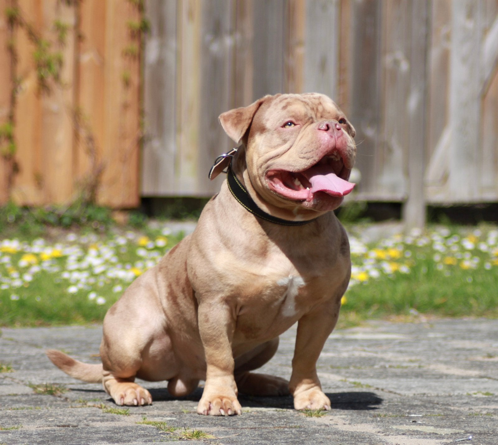 American Bully Micro merle trl Dekreuen Choco en Lilac, Dieren en Toebehoren, 1 tot 2 jaar, Meerdere, Meerdere dieren, CDV (hondenziekte)