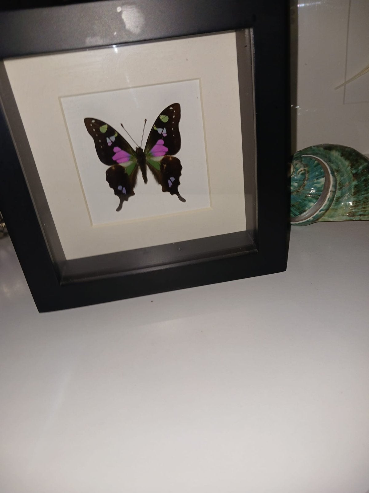 Vlinder in lijst nieuw, Ophalen of Verzenden, Zo goed als nieuw, Insect, Opgezet dier