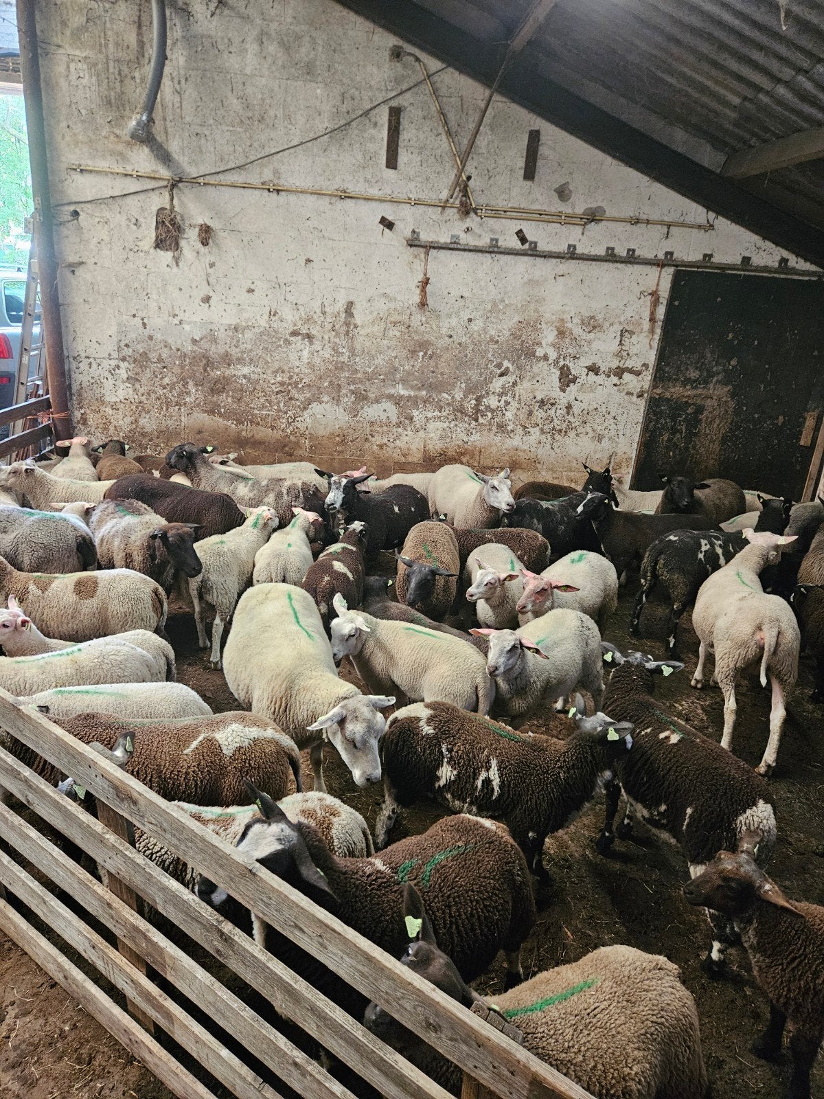 Schapen scheren, Dieren en Toebehoren, Meerdere dieren, Schaap