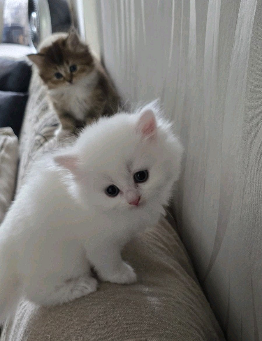 Britse Langhaar kittens, Meerdere dieren, Ontwormd
