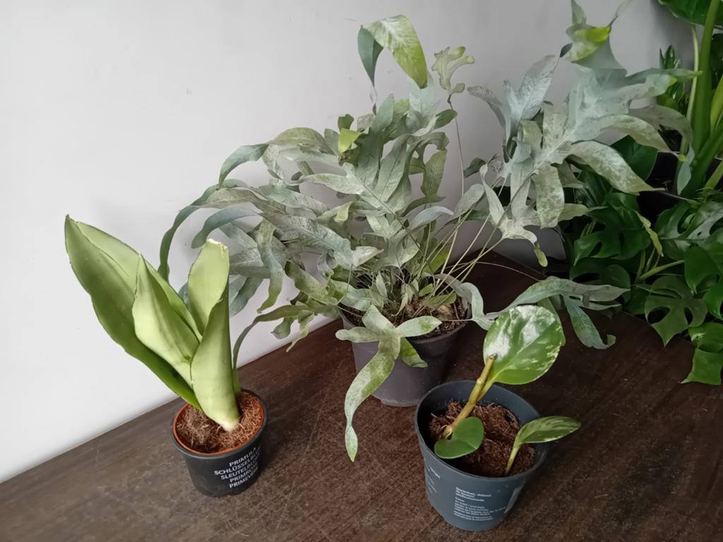 3 kamerplanten 20-60cm Varen  Sanseveria Peperomia samen €2, Huis en Inrichting, Kamerplanten, Ophalen, Overige soorten, Halfschaduw