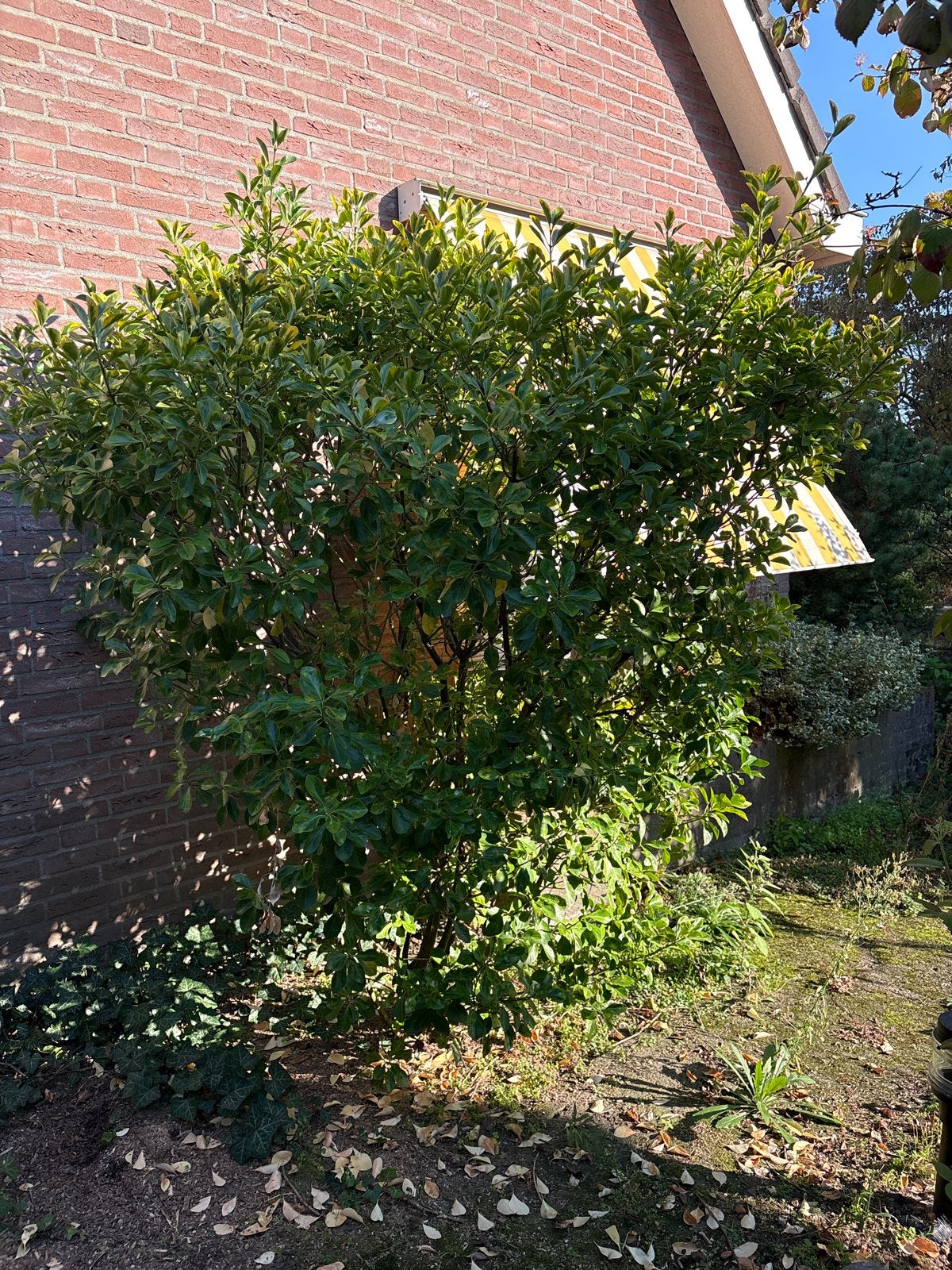 Grote struik 2 meter hoog, 1,5 meter dik, Tuin en Terras, Vaste plant, Bloeit niet, Halfschaduw, Ophalen