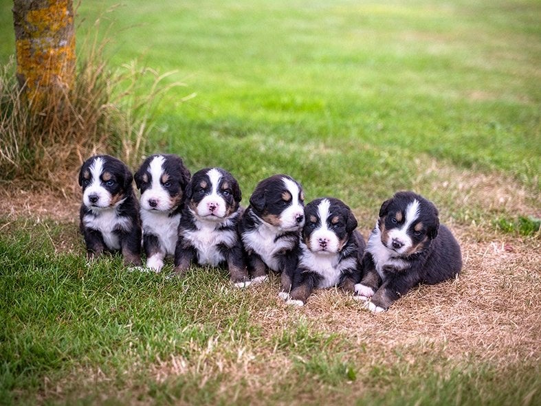 Berner sennen 6 pups, Dieren en Toebehoren, 8 tot 15 weken, Groot, Meerdere, Meerdere dieren