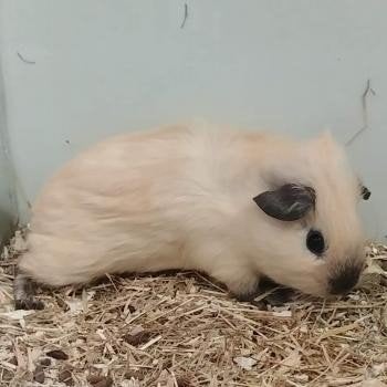 cavia's te koop, Juli, Meerdere dieren, Cavia