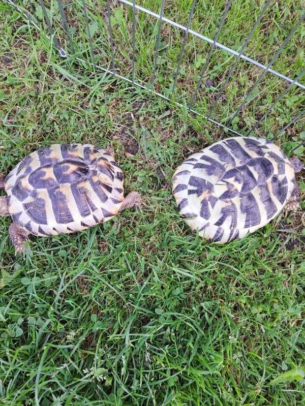te koop 2 Griekse land schildpadden, Schildpad, Met terrarium, 7 tot 10 jaar