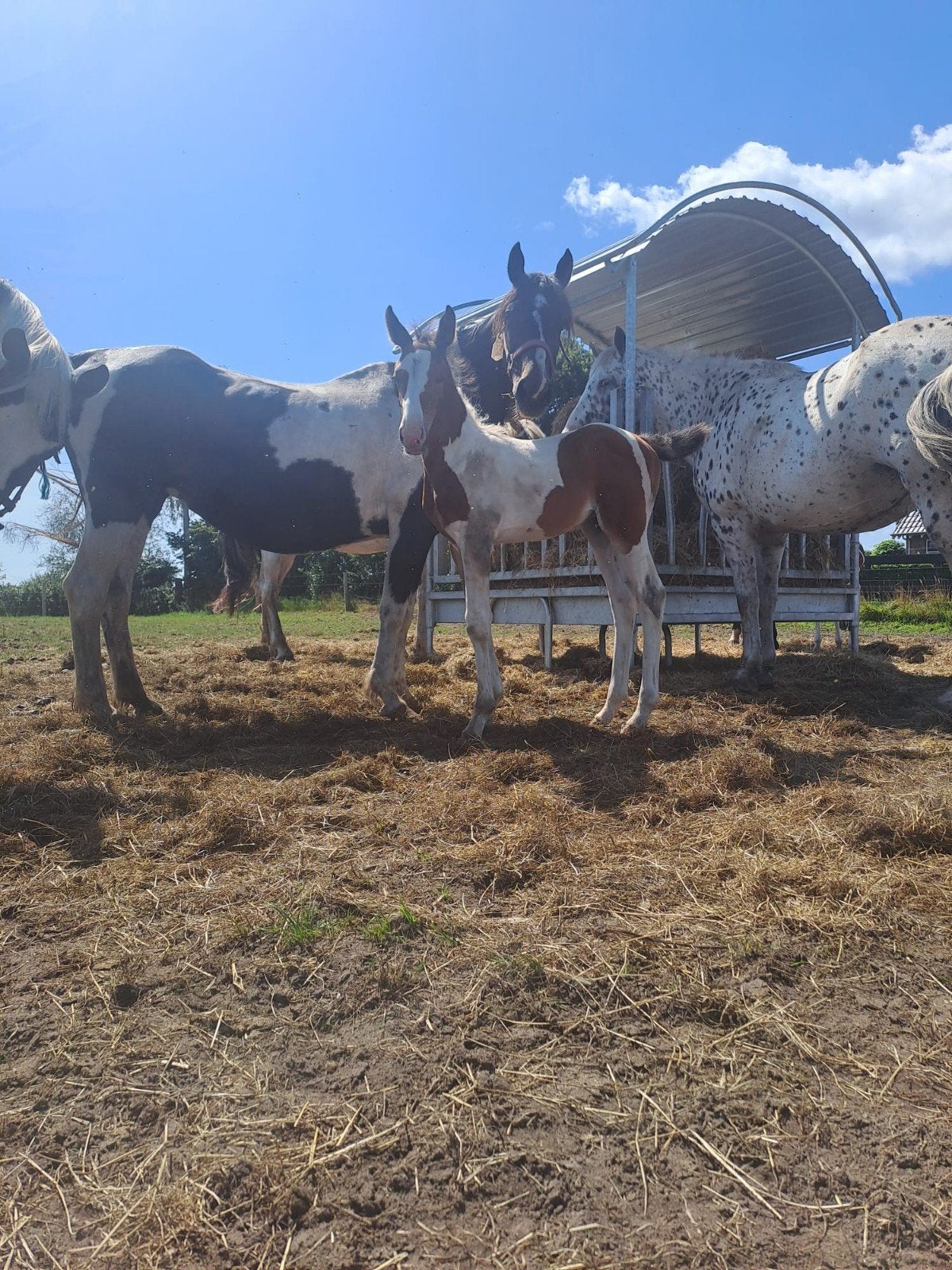 prachtige bonte pony met hengst veulen, Merrie, Minder dan 160 cm, Gechipt, 11 jaar of ouder