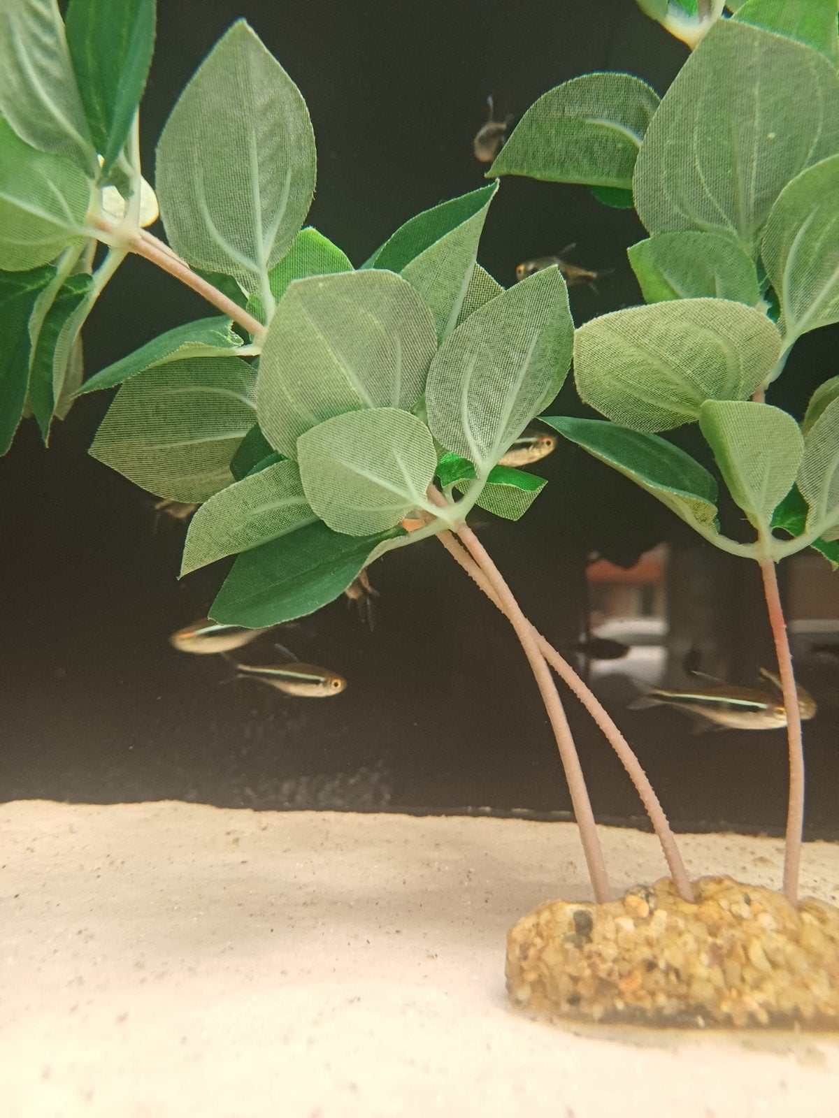 Zwarte neon tetra, Vis