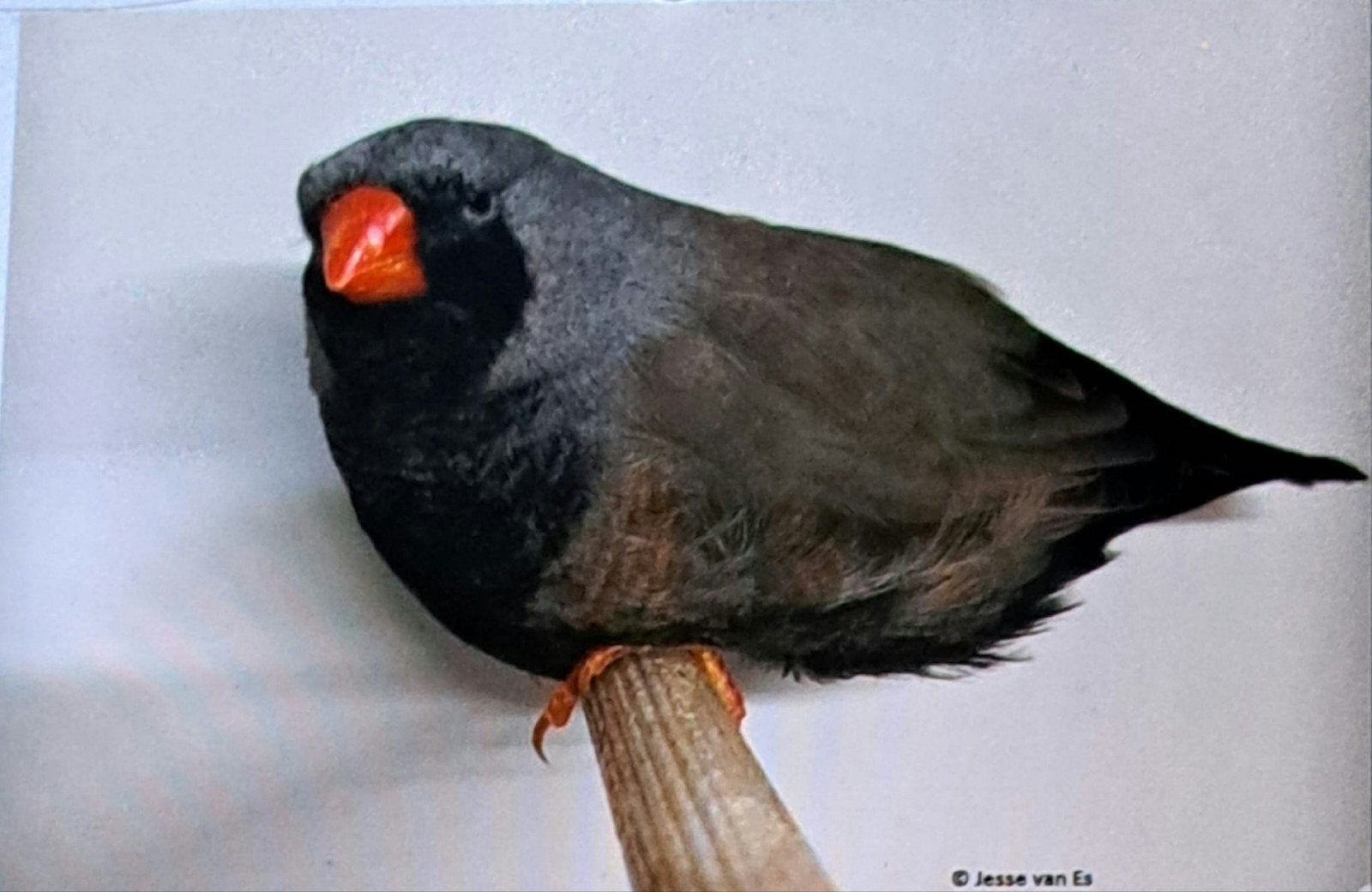 TE KOOP GEVRAAGD CHARCOAL EN GETEKENDE ZEBRAVINKEN, Meerdere dieren
