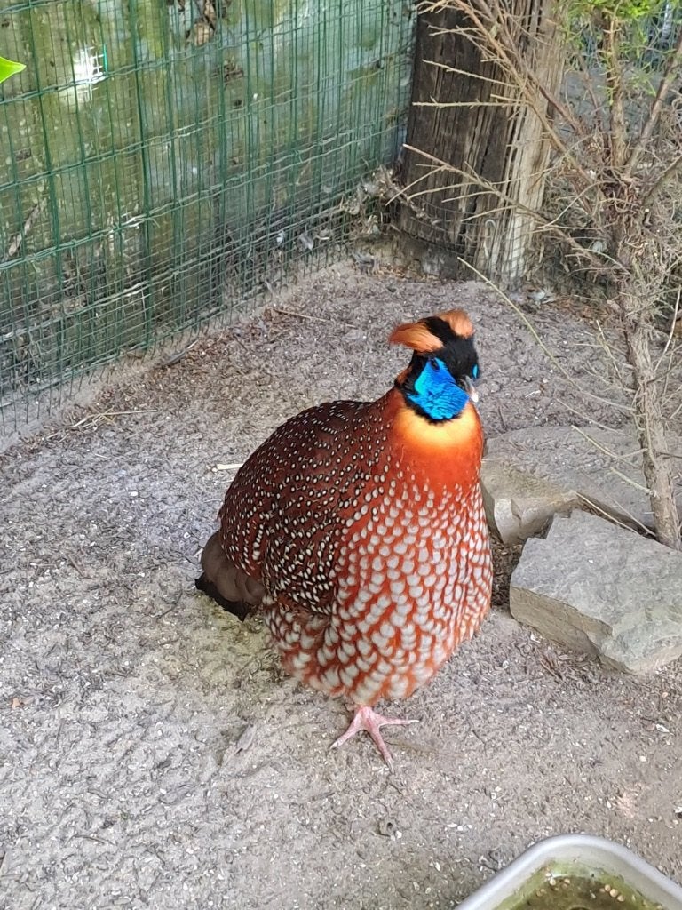 Fazanten / pauwfazanten 2026, Meerdere dieren, Overige soorten