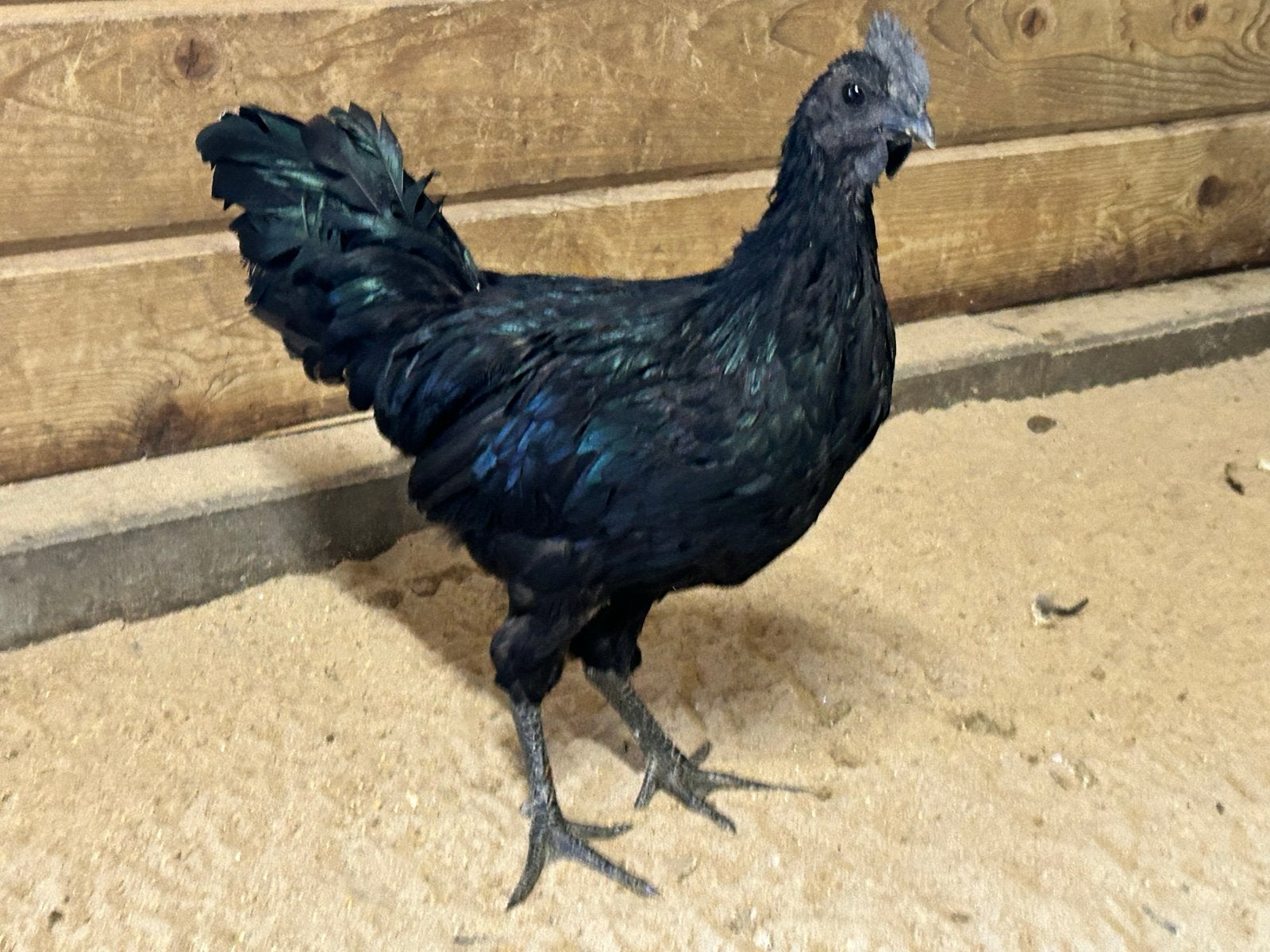 Ayam cemani haan, Dieren en Toebehoren, Pluimvee, Mannelijk, Kip