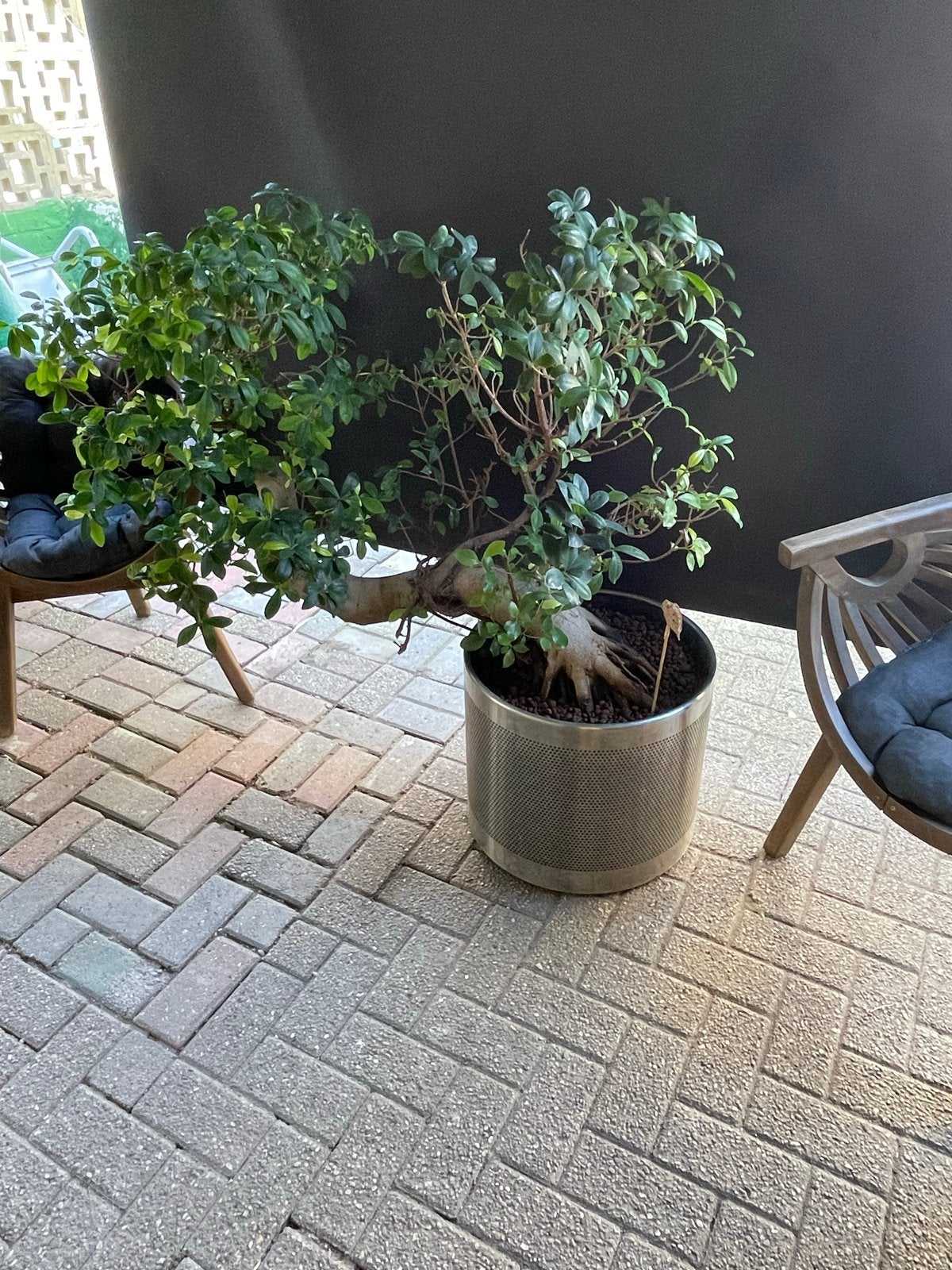 Prachtige hydrocultuur Bonsai Kamerplant in Stijlvolle Pot, Ophalen, Halfschaduw, In pot, Bonsai