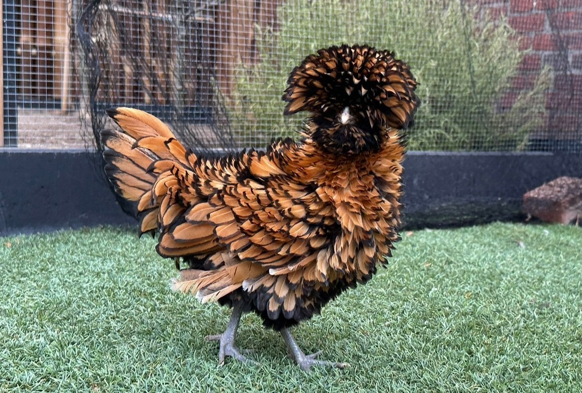 Mooi koppeltje: witte haan en hen, Dieren en Toebehoren, Meerdere dieren, Kip
