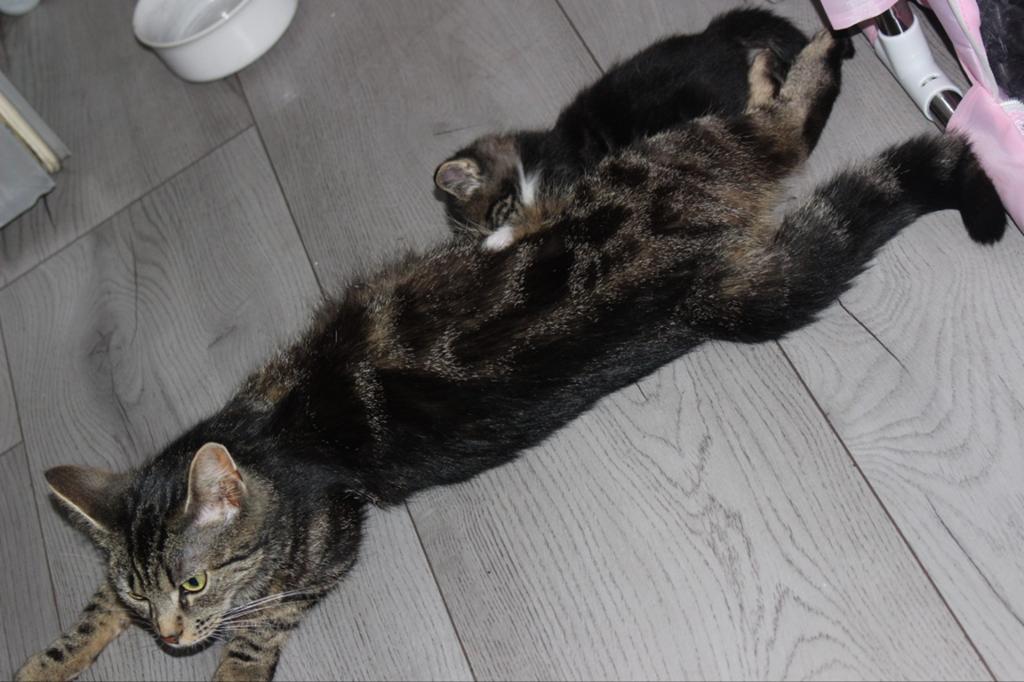 Drie kittens te koop allemaal mannetjes, Dieren en Toebehoren, Kater