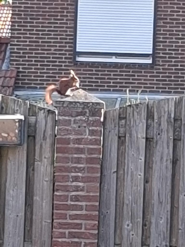 Walnoten gezocht, Ophalen, Wit, Minder dan 100 cm, Minder dan 100 cm