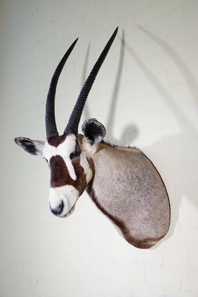 oryx spiesbok taxidermy opgezette shouldermount antilope, Verzamelen, Dierenverzamelingen, Ophalen, Zo goed als nieuw, Hert, Gewei of Kop