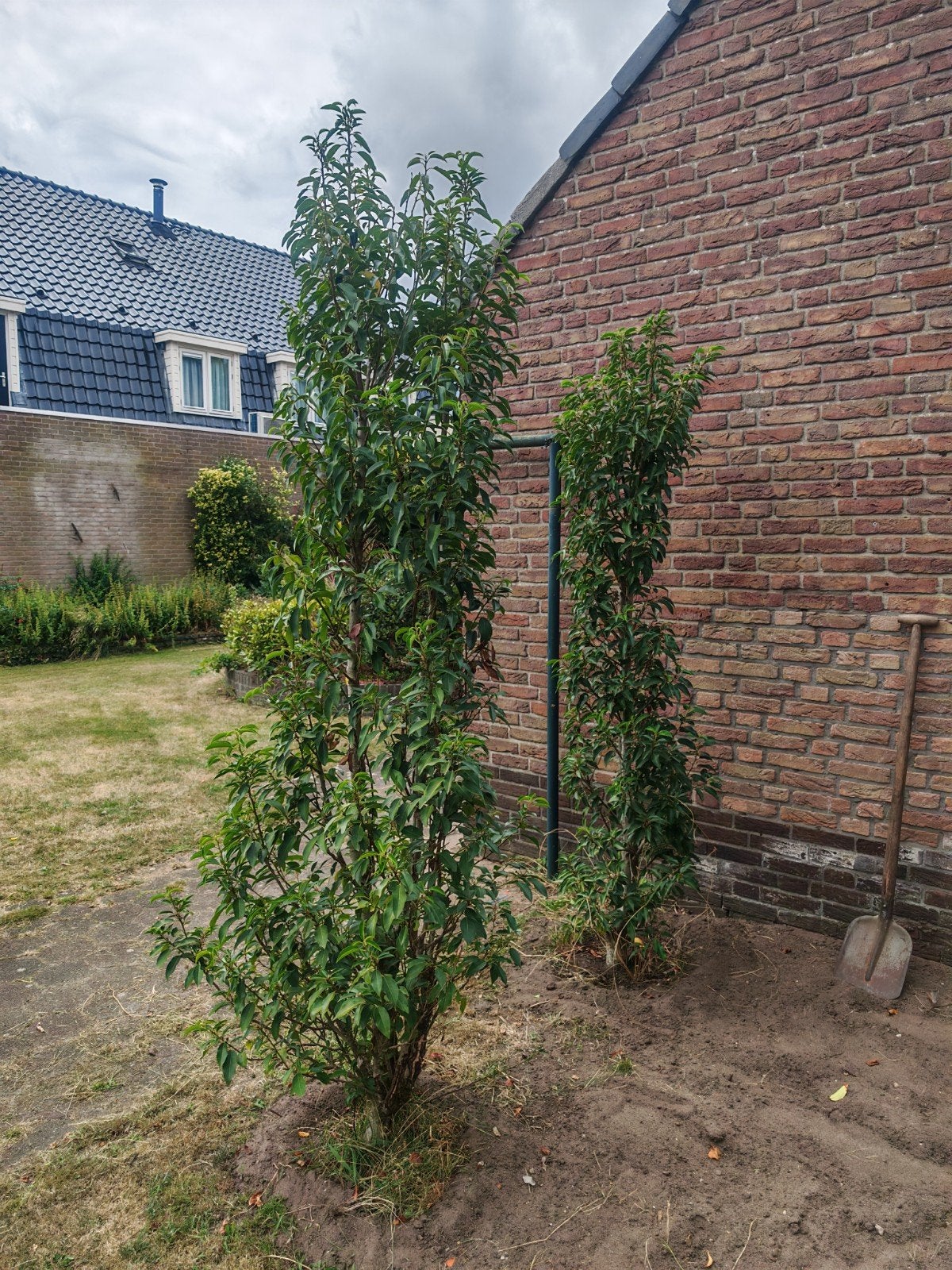 Portugese Laurier - Prunus Lusitanica 220 cm, Tuin en Terras, Ophalen, Laurier, 100 tot 250 cm