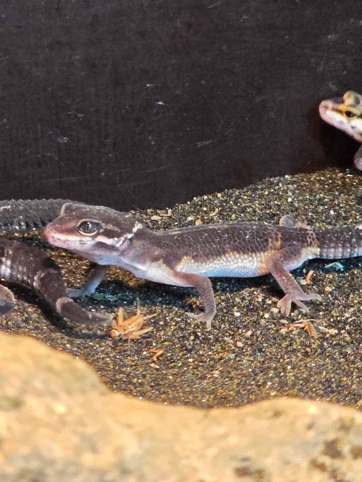 Prachtige Black Night luipaardgekko's (Eublepharis maculariu
