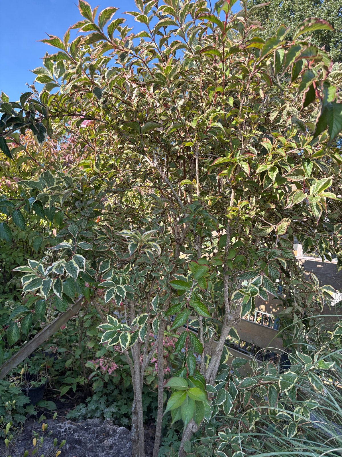 Bonte kornoelje struik - Cornus Alba 'Elegantissima', Ophalen, Overige soorten, Struik, 100 tot 250 cm