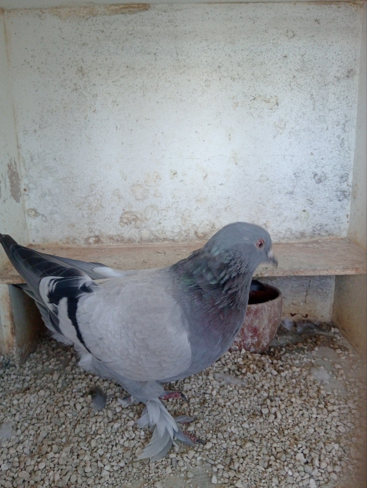 takla