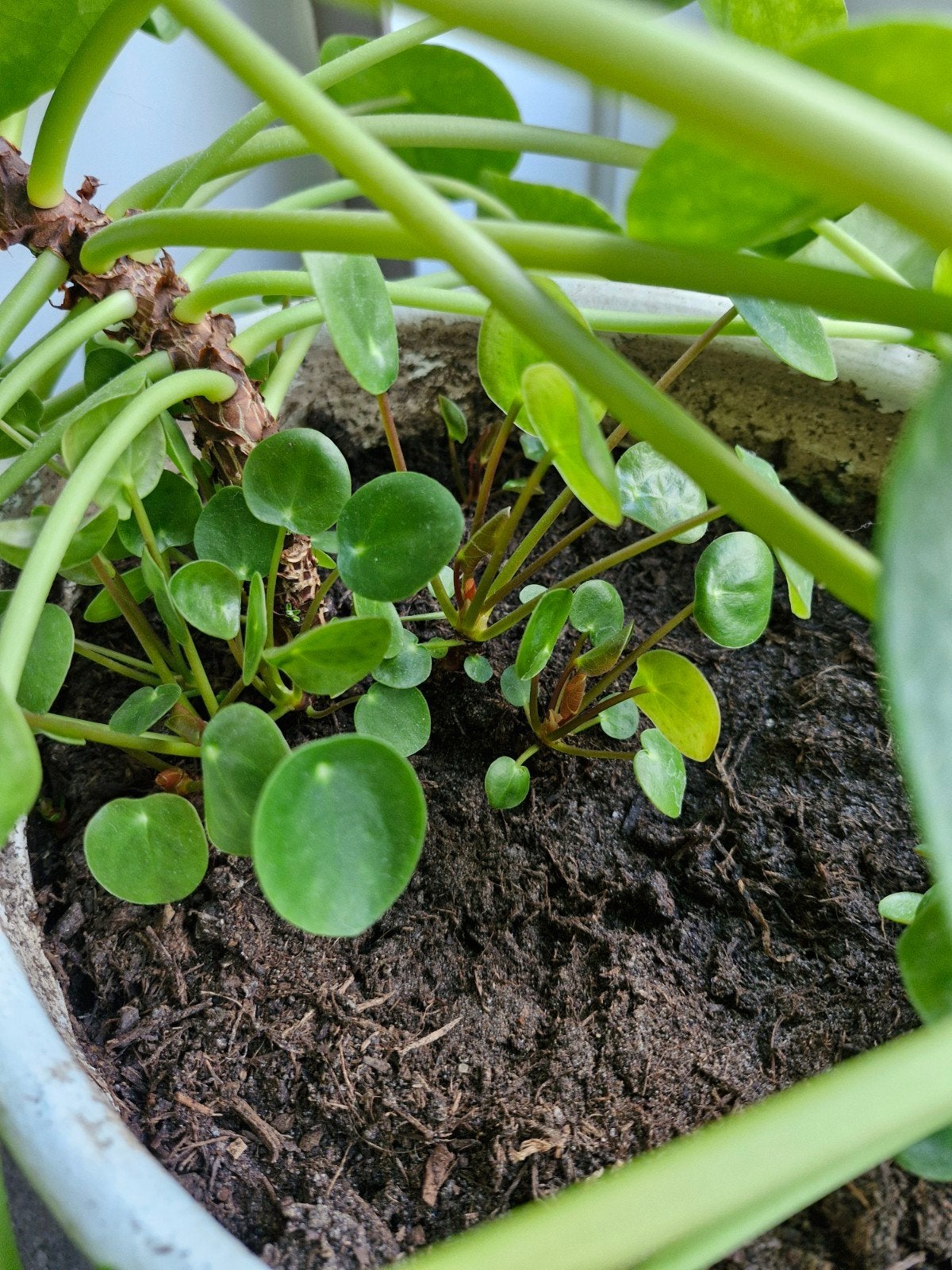 stekjes Pannekoekenplant, Ophalen, Overige soorten, Halfschaduw, Minder dan 100 cm