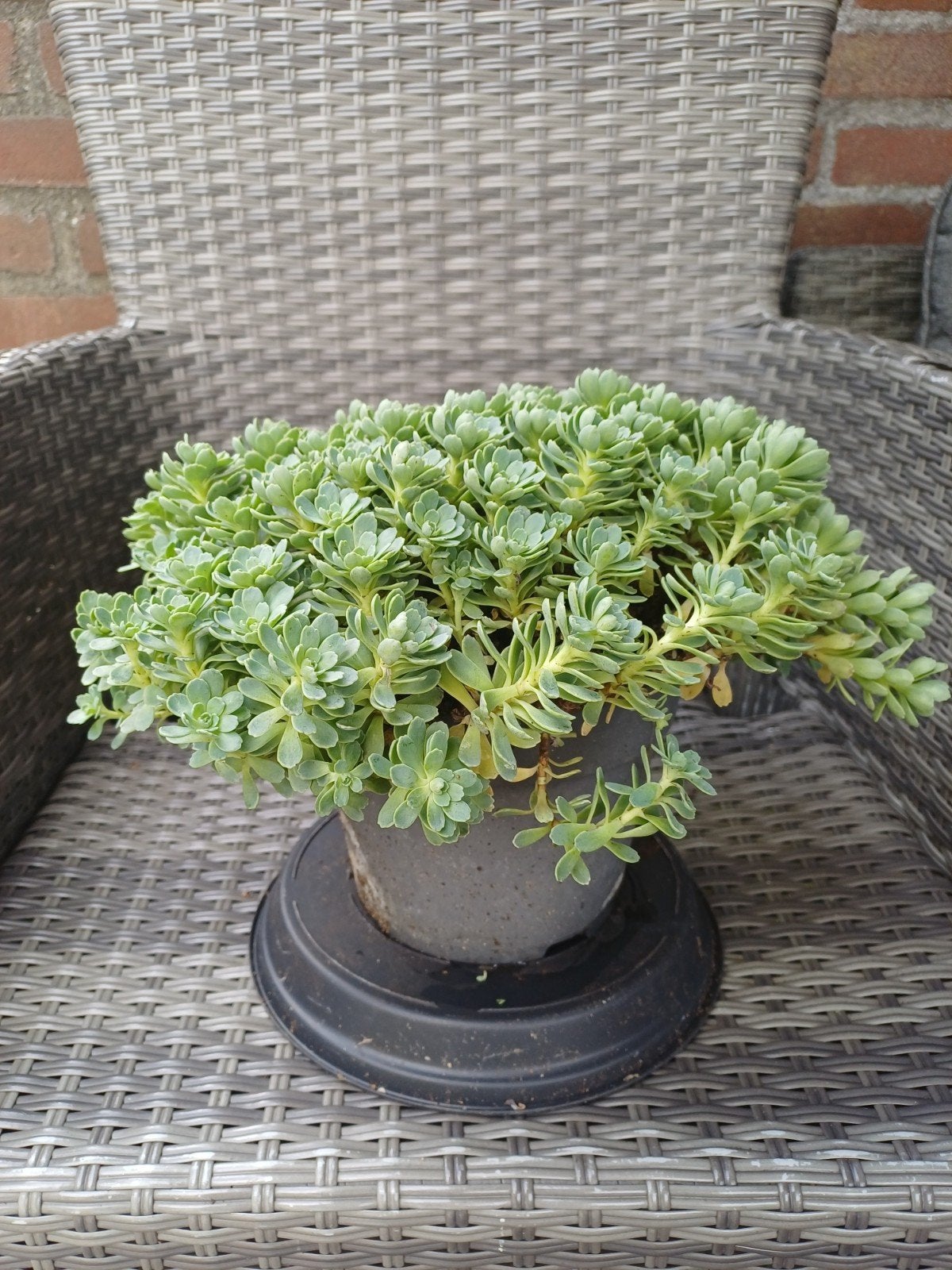 (Sedum) Rhodiola pachyclados, Tuin en Terras, Ophalen, Bodembedekkers, Volle zon, Vaste plant