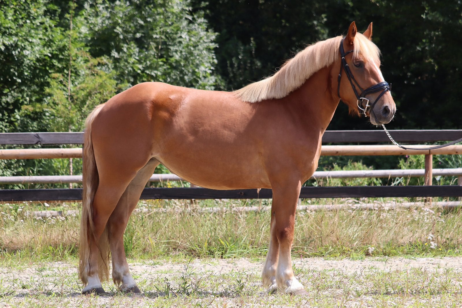 Brave 3 jarige koudbloedmix!, Dieren en Toebehoren, Merrie, B, E pony (1.48m - 1.57m), 3 tot 6 jaar