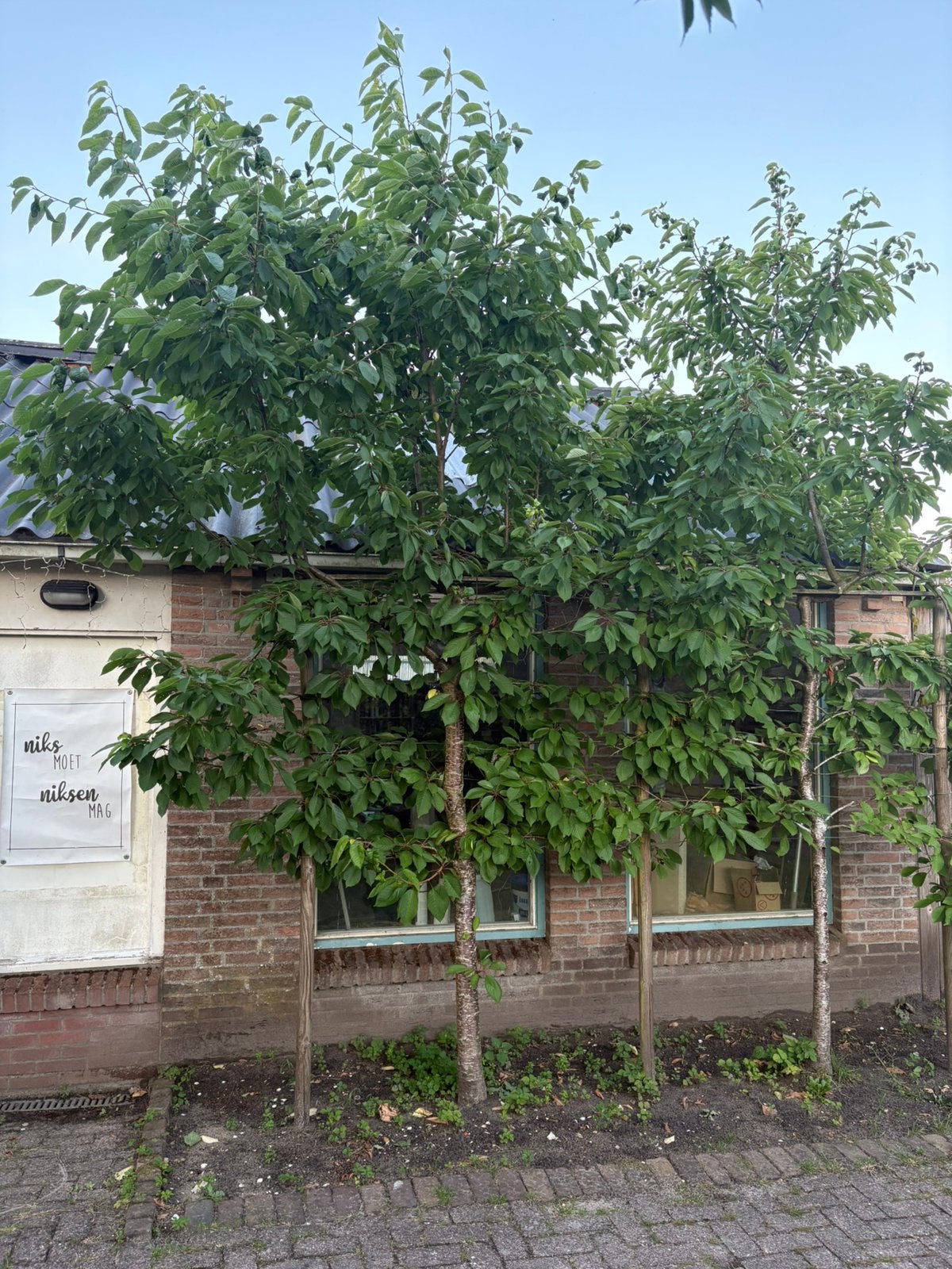 Kersen leibomen, Bloeit niet, Overige soorten, 100 tot 250 cm, Ophalen