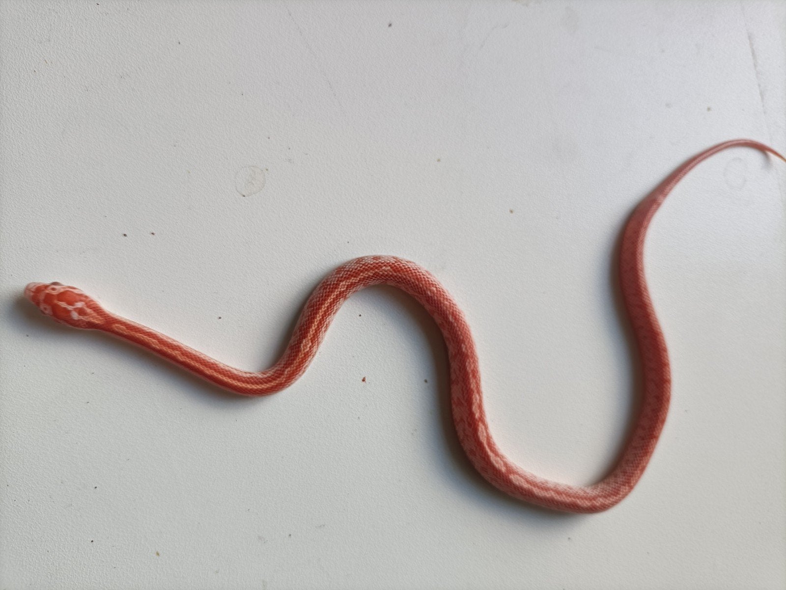 jonge rattenslangen Rat Snake photo 17