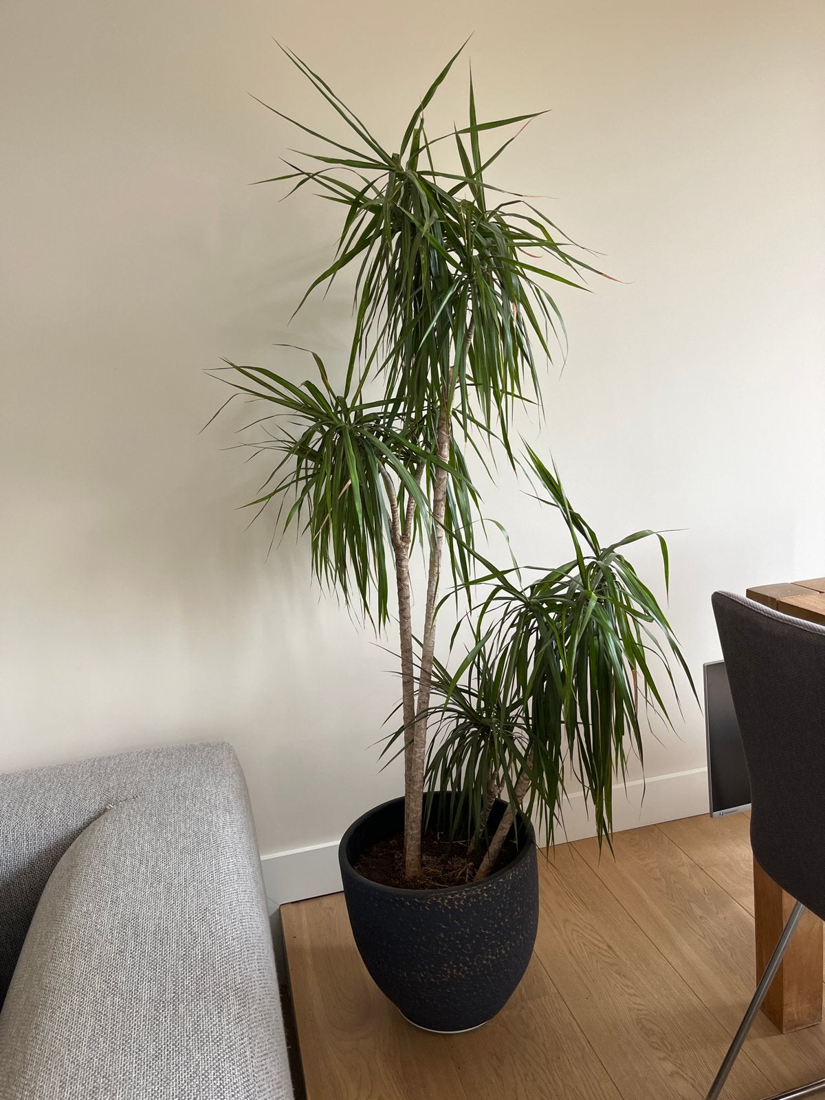 Grote Dracaena Marginata - Drakenbloedboom, Ophalen, Overige soorten, Halfschaduw, In pot