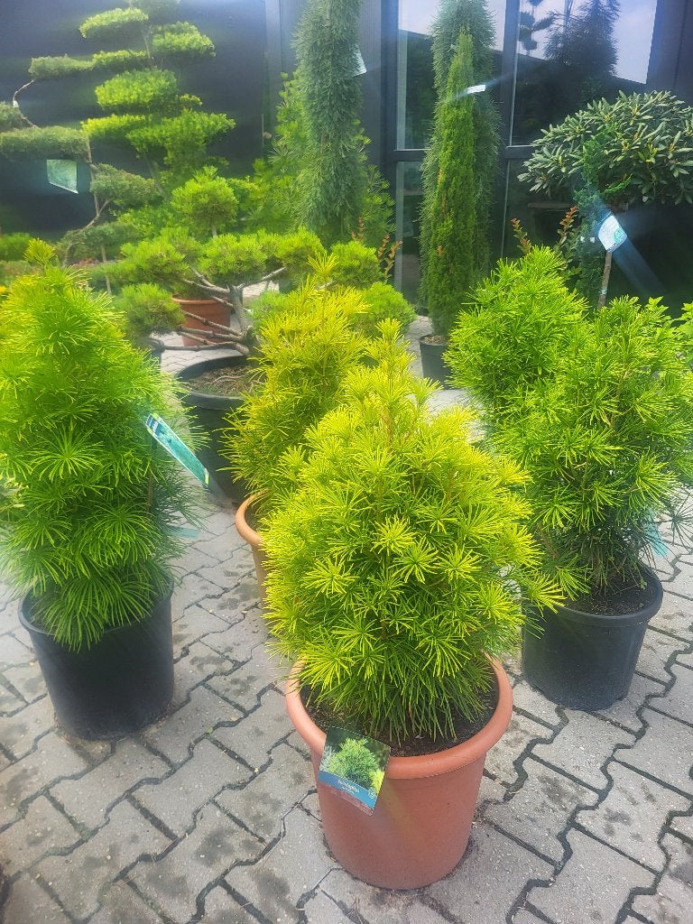 Sciadopitys vertillata, Tuin en Terras, Planten | Bomen, Overige soorten, Minder dan 100 cm, Zomer, Ophalen