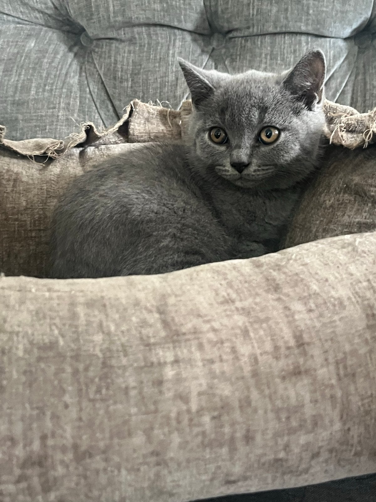 Britse korthaar kitten kater mag het nestje verlaten, Kater