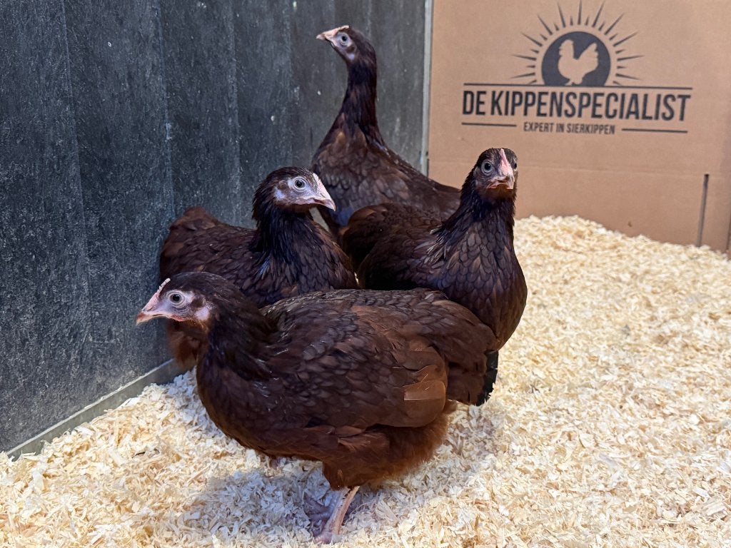 Jonge tamme Rhode Island Red kriel kippen gesekst & ingeënt, Vrouwelijk, Kip