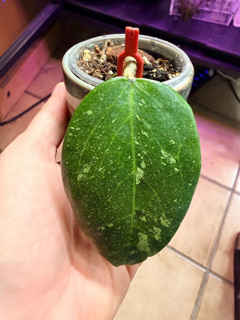 Hoya thiên phúc silver stek (Rare), Verzenden, Halfschaduw, Minder dan 100 cm