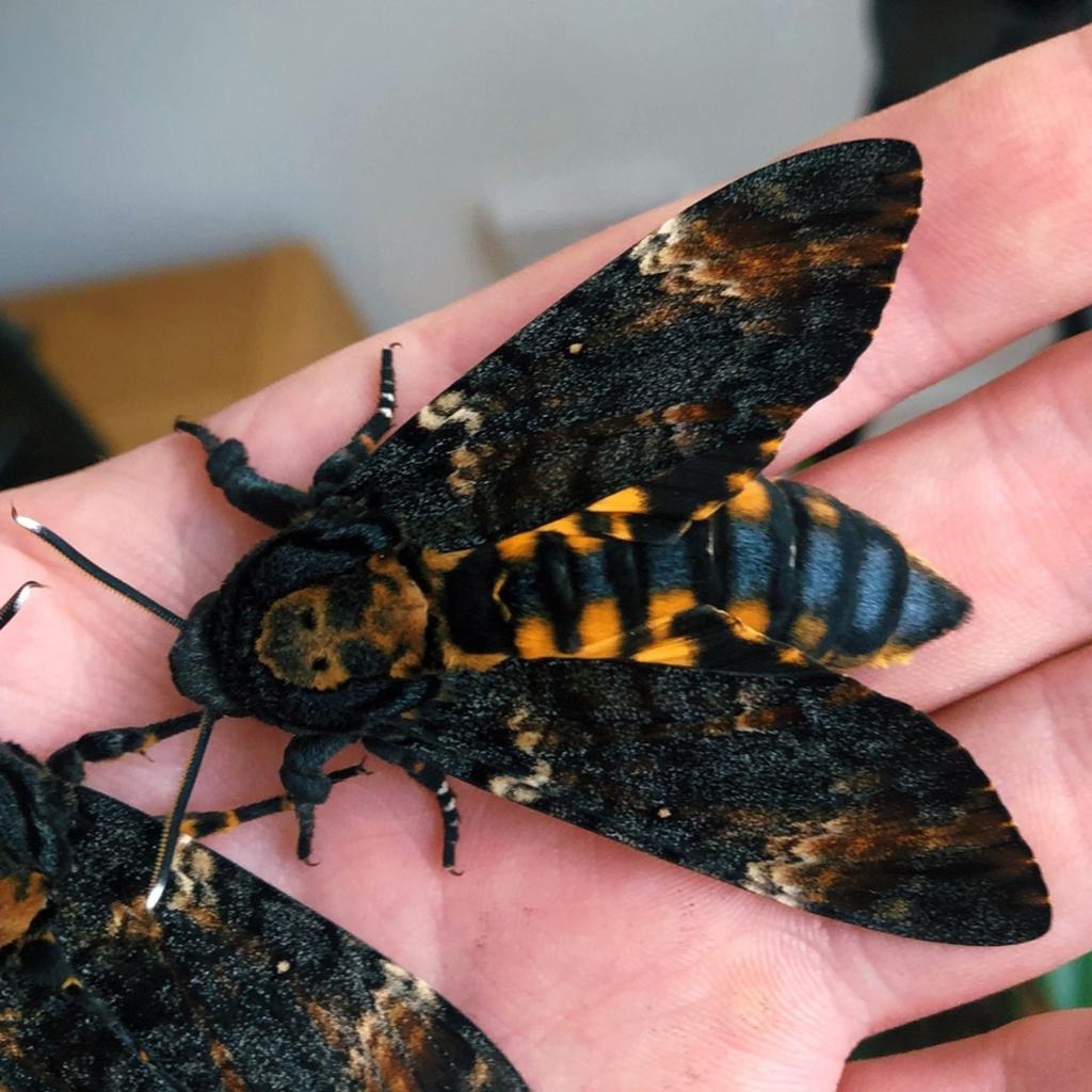 GEZOCHT, doodshoofdvlinder eitjes, Dieren en Toebehoren, Vlinders of Rupsen