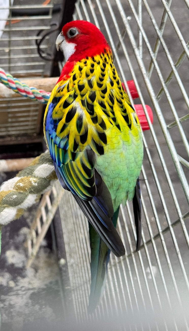 rosella, Dieren en Toebehoren, Vogels | Parkieten en Papegaaien, Mannelijk, Parkiet, Geringd