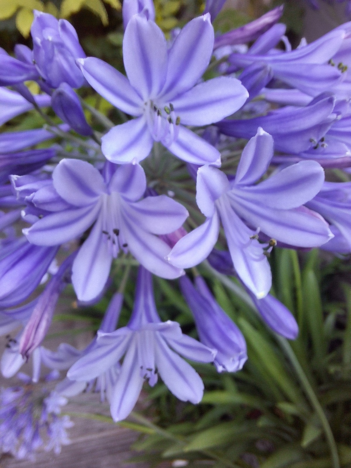 Agapantus, Volle zon, Vaste plant, Zomer, Ophalen