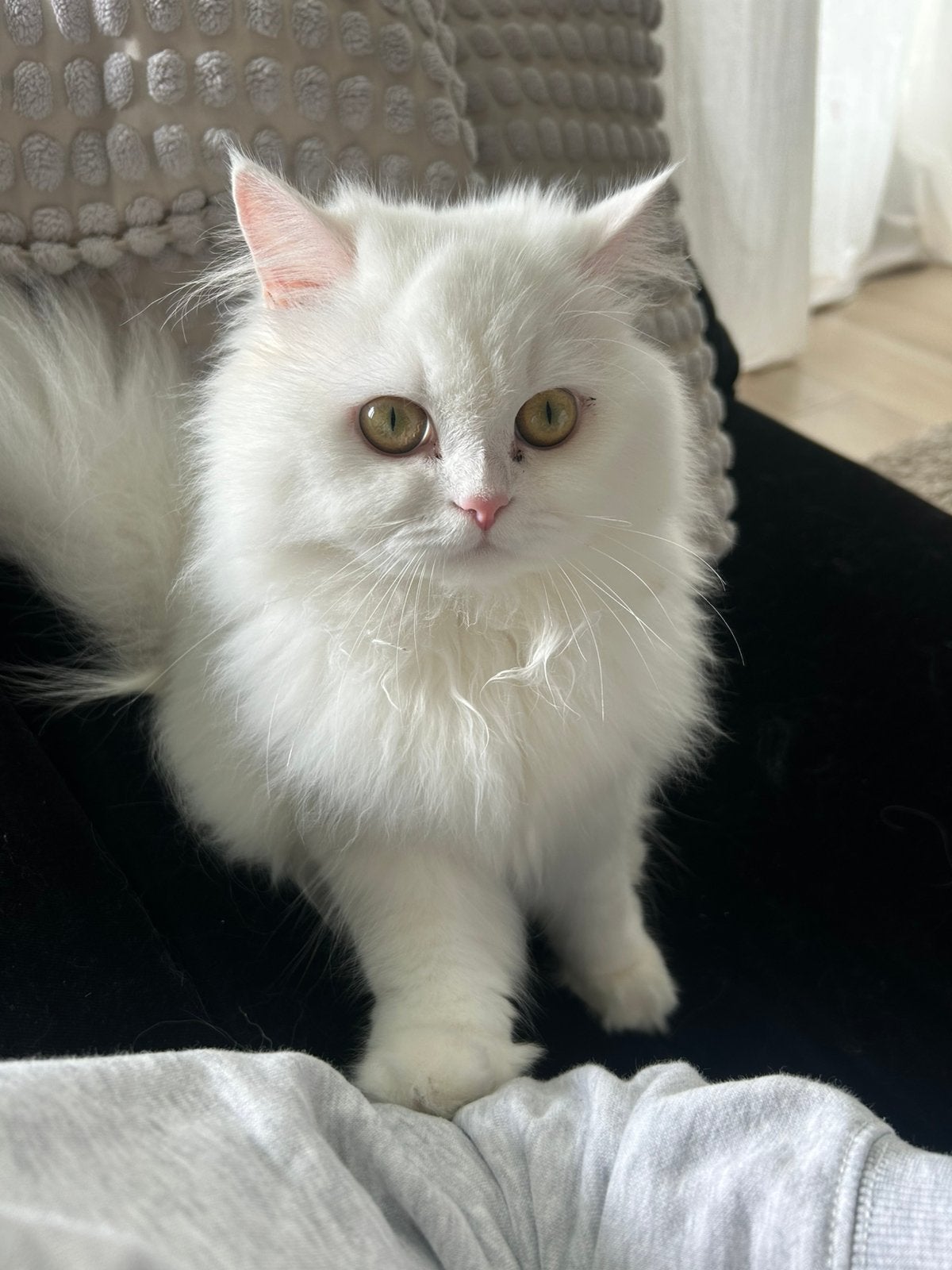 Brits langshaar ter adoptie, Dieren en Toebehoren, Poes