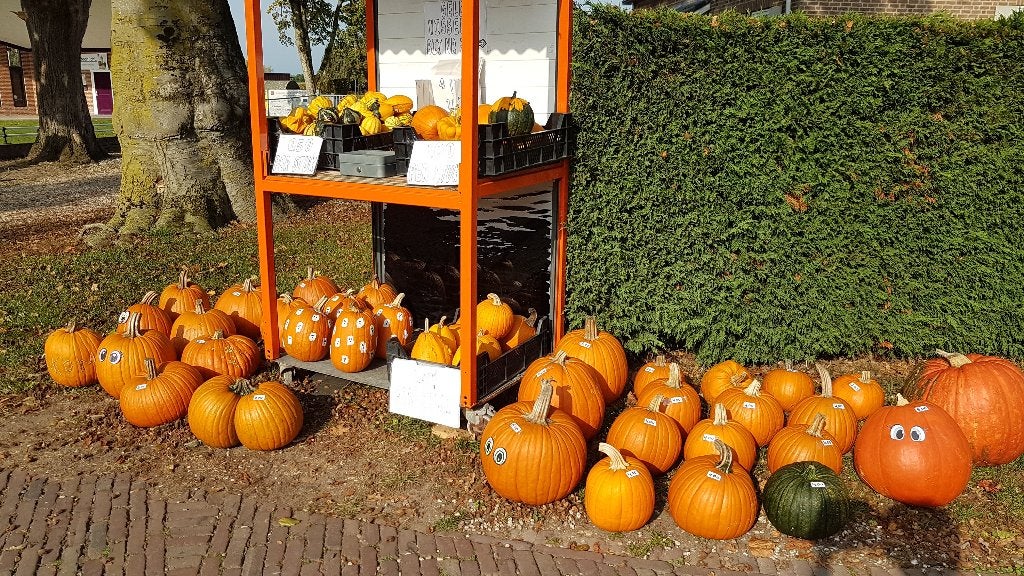 Halloween pompoenen en kalebassen te koop, Ophalen, Gehele jaar, Volle zon