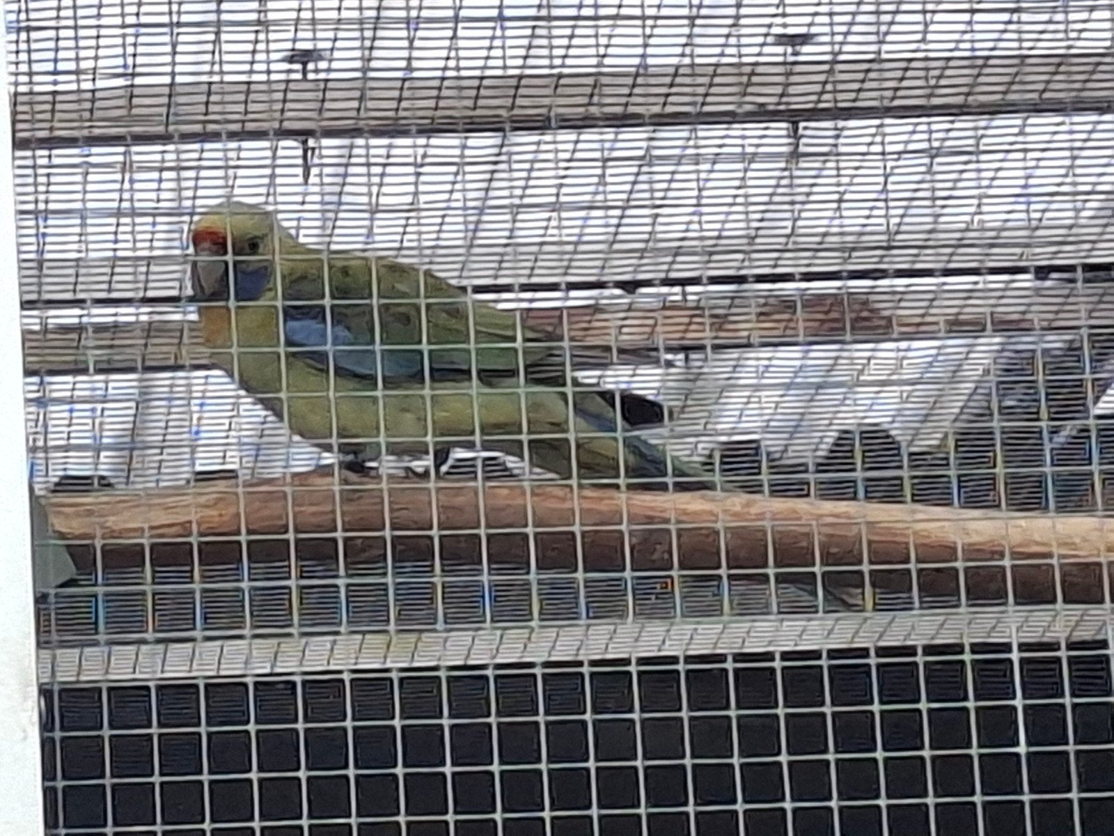 Strogele rosella's 2026, Dieren en Toebehoren, Vogels | Parkieten en Papegaaien, Vrouwelijk, Parkiet, Geringd