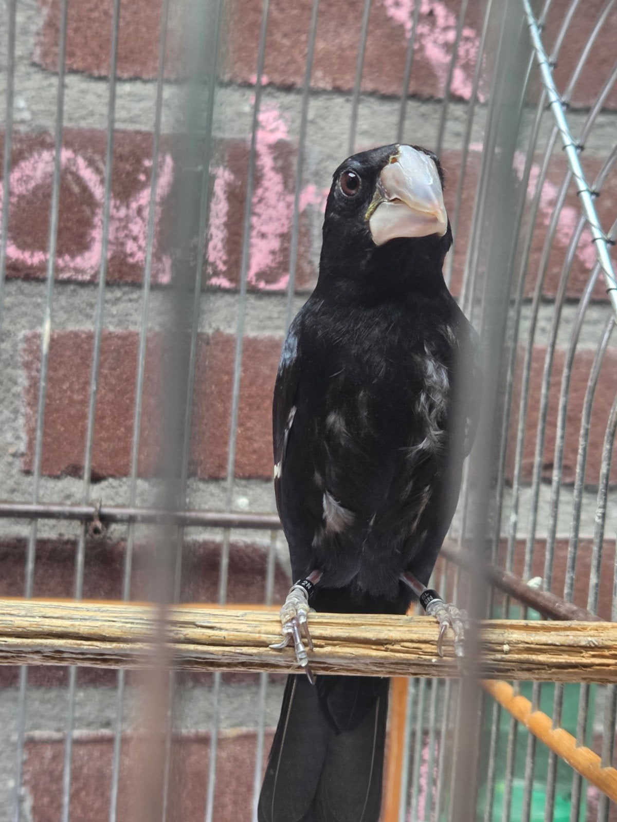 Twatwa man geringd 2019, Dieren en Toebehoren, Mannelijk, Geringd